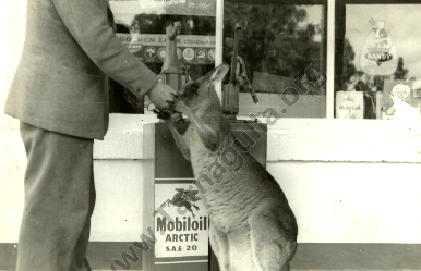 Eddington Kangaroo