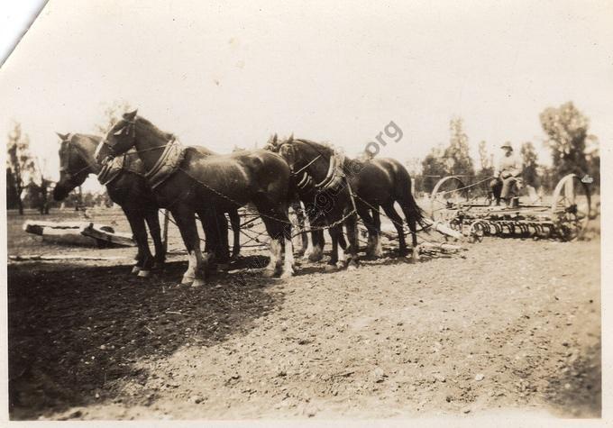 Bryce Alexander and team of horses, Murphys Creek. 1928 (2)