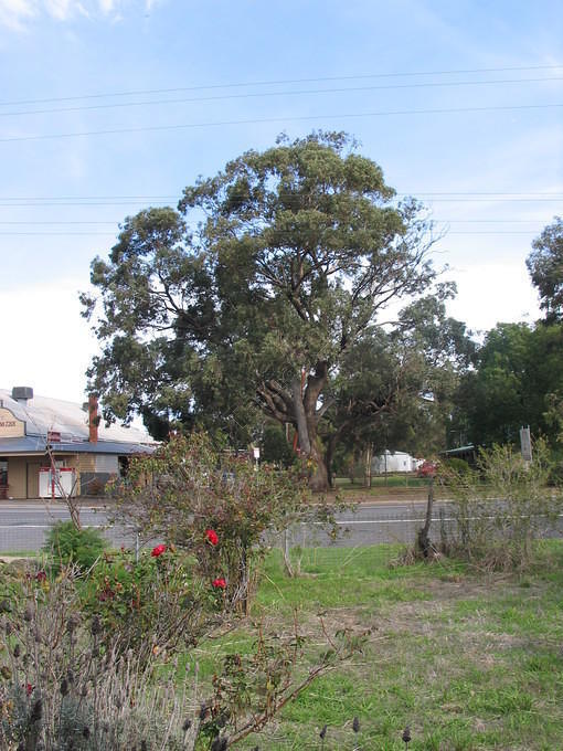 Newbridge General Store