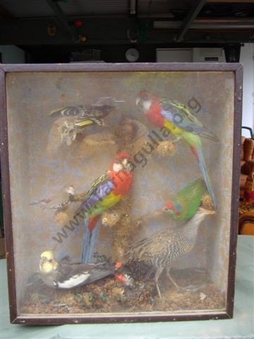 Taxidermy - 1880.