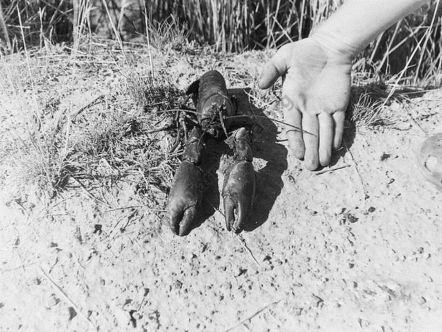 King Kong - our great big Yabbie competition challenger in 1937?Spelling challenge anyone?