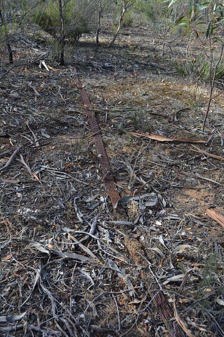 Flat Wire Rope from the Poverty Reef