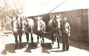 George Weymes & his horses 1941