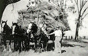 Laanecoorie Agriculture - Hay Carting