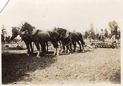 Bryce Alexander and team of horses, Murphys Creek. 1928 (2)