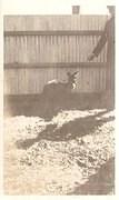 Enid Stobie's pet kangaroo, Billy, c 1920