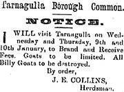 Tarnagulla Common, Advertisement by J E Collins,  Herdsman 5 January 1901