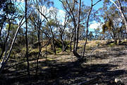 Mullock Dump, Specimen Hill & Phoenix Extended Co. (2)