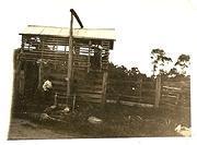 Ison's slaughterhouse, c1925