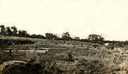 Tarnagulla Pine Plantation, 1927